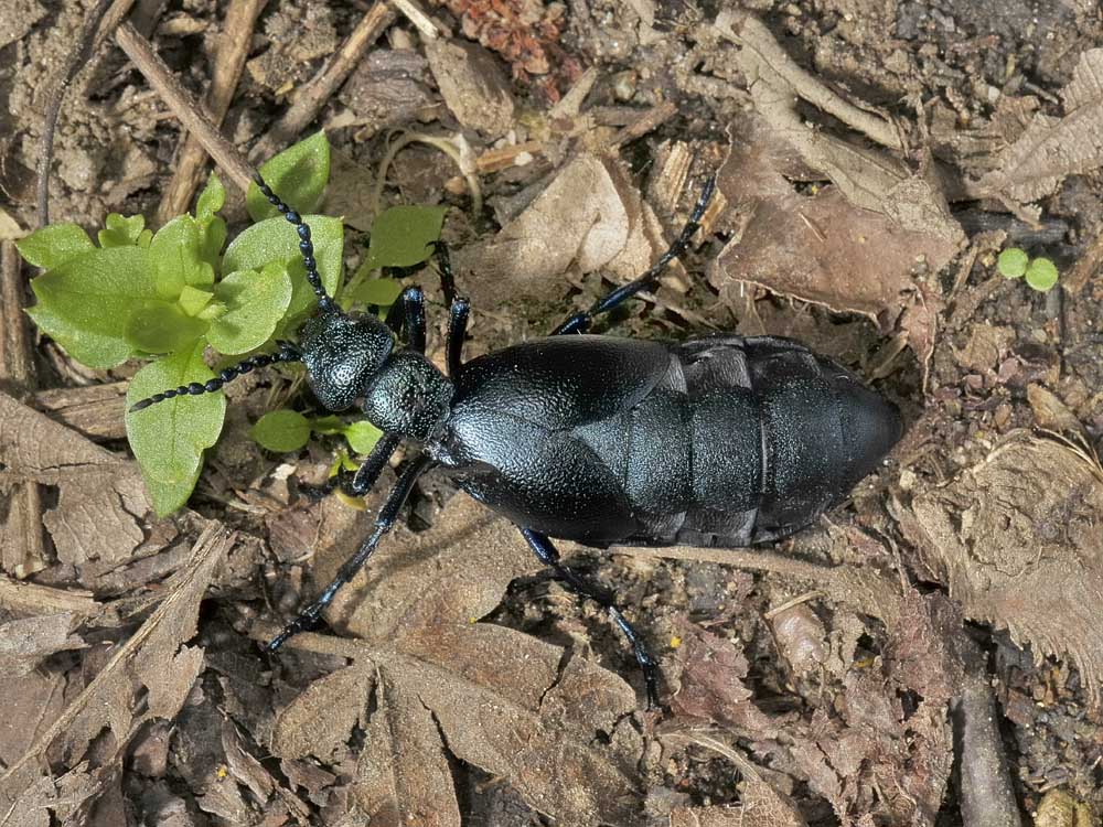 Meloe violaceus o proscarabeus?